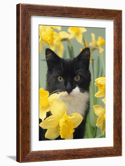 Kitten in Daffodils-null-Framed Photographic Print