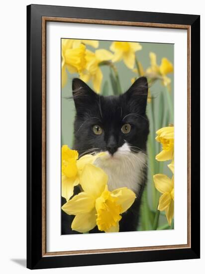 Kitten in Daffodils-null-Framed Photographic Print