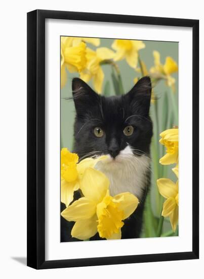 Kitten in Daffodils-null-Framed Photographic Print