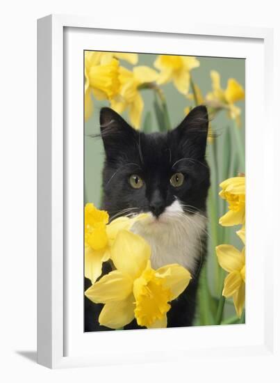 Kitten in Daffodils-null-Framed Photographic Print