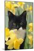 Kitten in Daffodils-null-Mounted Photographic Print