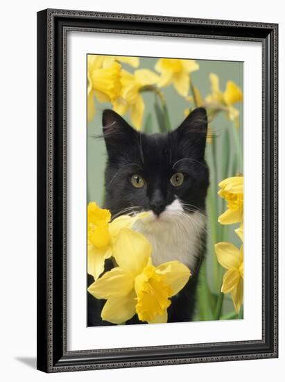 Kitten in Daffodils-null-Framed Photographic Print
