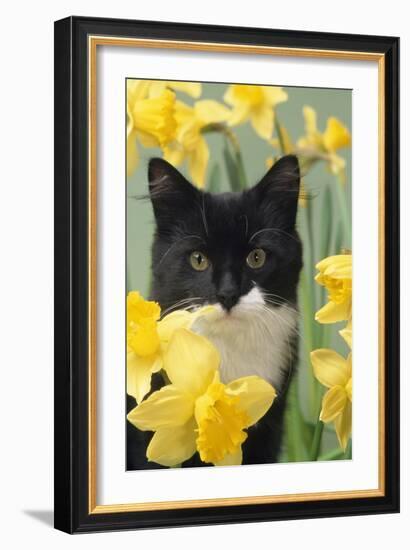 Kitten in Daffodils-null-Framed Photographic Print