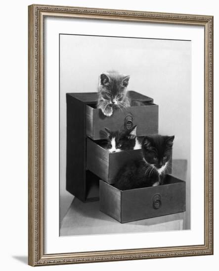 Kitten in Each Drawer-null-Framed Photographic Print