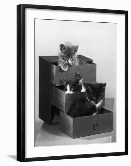 Kitten in Each Drawer-null-Framed Photographic Print