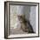 Kitten in Heracleion-CM Dixon-Framed Photographic Print