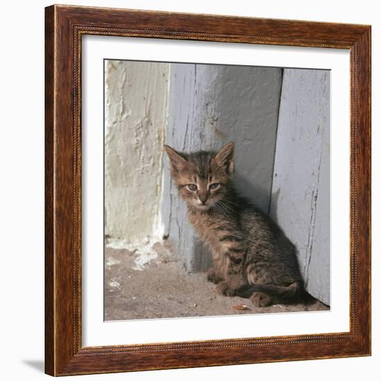 Kitten in Heracleion-CM Dixon-Framed Photographic Print