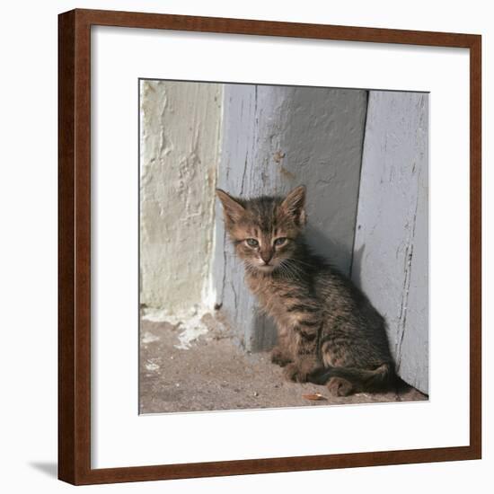 Kitten in Heracleion-CM Dixon-Framed Photographic Print