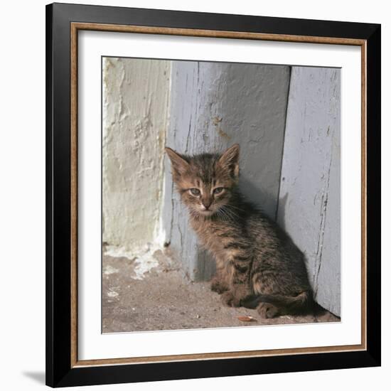 Kitten in Heracleion-CM Dixon-Framed Photographic Print