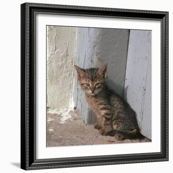 Kitten in Heracleion-CM Dixon-Framed Photographic Print