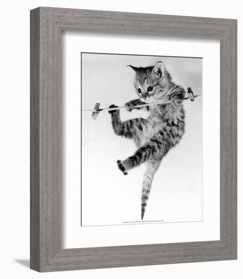 Kitten on a Clothes Line-Erik Parbst-Framed Art Print