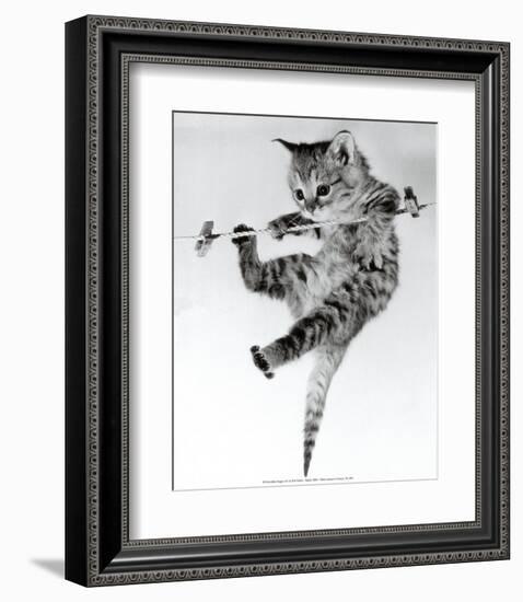 Kitten on a Clothes Line-Erik Parbst-Framed Art Print