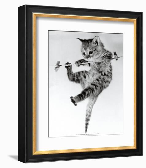 Kitten on a Clothes Line-Erik Parbst-Framed Art Print