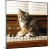 Kitten Playing on Piano-null-Mounted Photographic Print