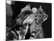 Premium Photographic Print