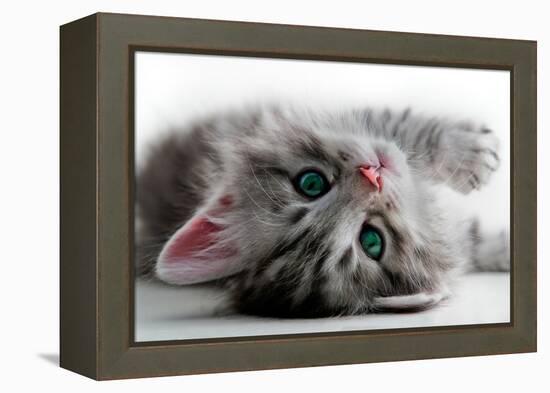 Kitten Rests - Isolated-Orhan-Framed Premier Image Canvas