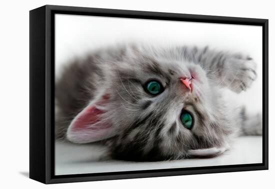 Kitten Rests - Isolated-Orhan-Framed Premier Image Canvas