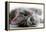 Kitten Rests - Isolated-Orhan-Framed Premier Image Canvas