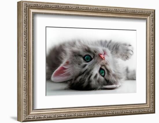 Kitten Rests - Isolated-Orhan-Framed Photographic Print