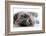 Kitten Rests - Isolated-Orhan-Framed Photographic Print