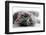 Kitten Rests - Isolated-Orhan-Framed Photographic Print