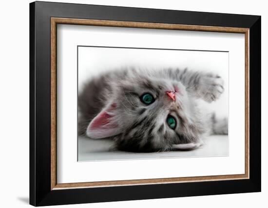 Kitten Rests - Isolated-Orhan-Framed Photographic Print