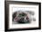 Kitten Rests - Isolated-Orhan-Framed Photographic Print