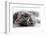 Kitten Rests - Isolated-Orhan-Framed Photographic Print