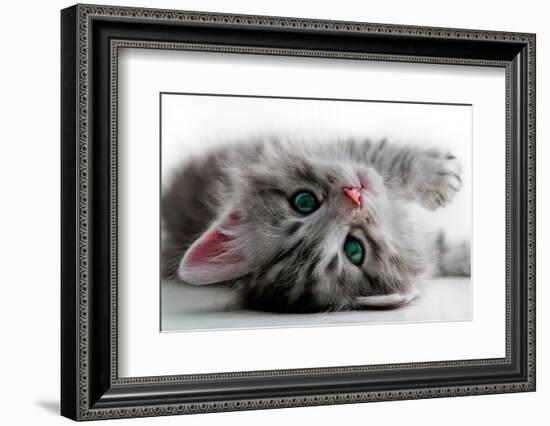 Kitten Rests - Isolated-Orhan-Framed Photographic Print