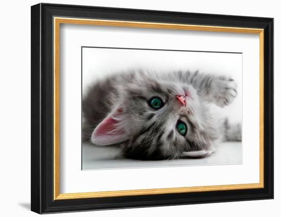 Kitten Rests - Isolated-Orhan-Framed Photographic Print