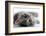 Kitten Rests - Isolated-Orhan-Framed Photographic Print