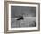 Kitten Sitting on Sunny Pavement-Gjon Mili-Framed Photographic Print