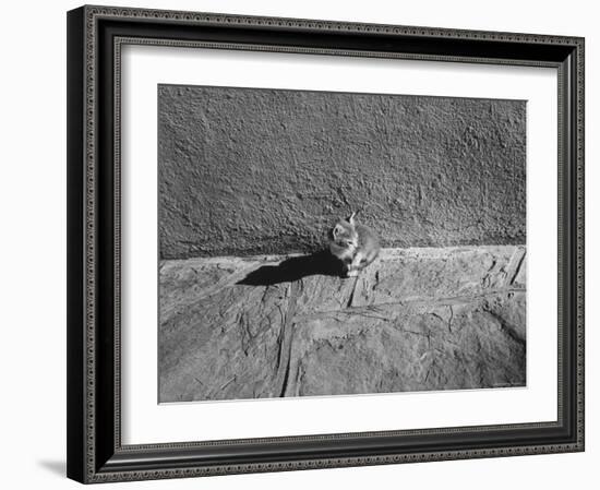 Kitten Sitting on Sunny Pavement-Gjon Mili-Framed Photographic Print