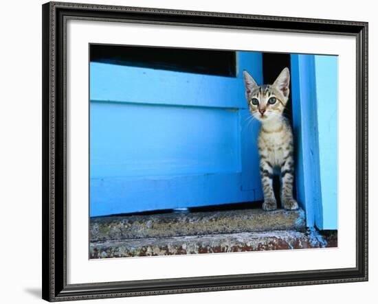 Kitten Standing in Doorway, Apia, Samoa-Will Salter-Framed Photographic Print