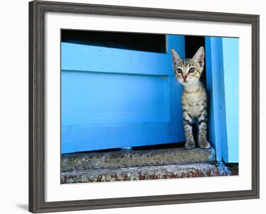 Kitten Standing in Doorway, Apia, Samoa-Will Salter-Framed Photographic Print