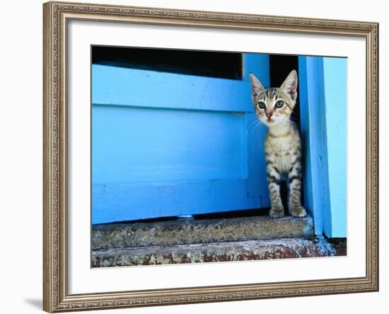 Kitten Standing in Doorway, Apia, Samoa-Will Salter-Framed Photographic Print