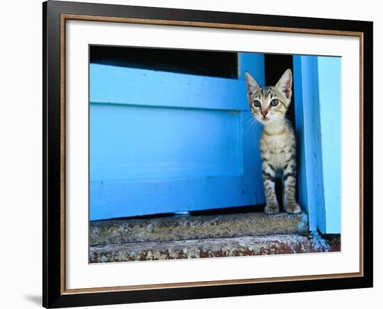 Kitten Standing in Doorway, Apia, Samoa-Will Salter-Framed Photographic Print