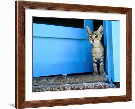 Kitten Standing in Doorway, Apia, Samoa-Will Salter-Framed Photographic Print