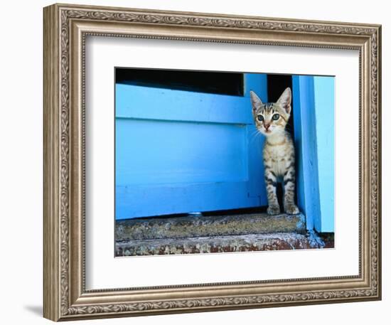 Kitten Standing in Doorway, Apia, Samoa-Will Salter-Framed Photographic Print