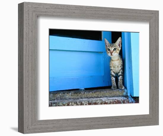 Kitten Standing in Doorway, Apia, Samoa-Will Salter-Framed Photographic Print