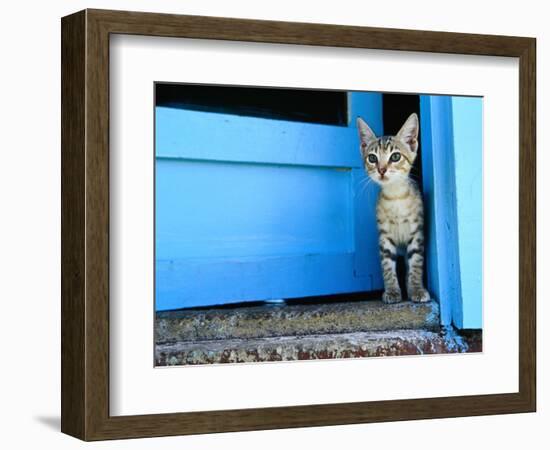 Kitten Standing in Doorway, Apia, Samoa-Will Salter-Framed Photographic Print