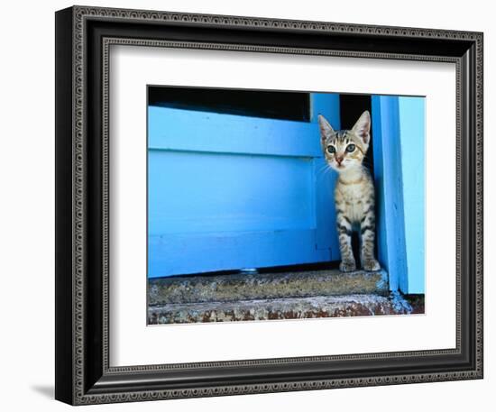 Kitten Standing in Doorway, Apia, Samoa-Will Salter-Framed Photographic Print