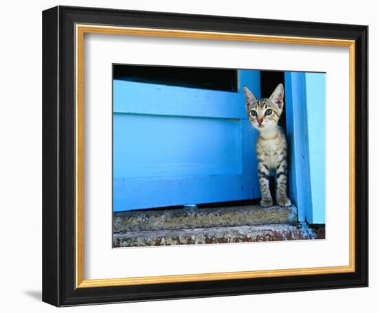 Kitten Standing in Doorway, Apia, Samoa-Will Salter-Framed Photographic Print