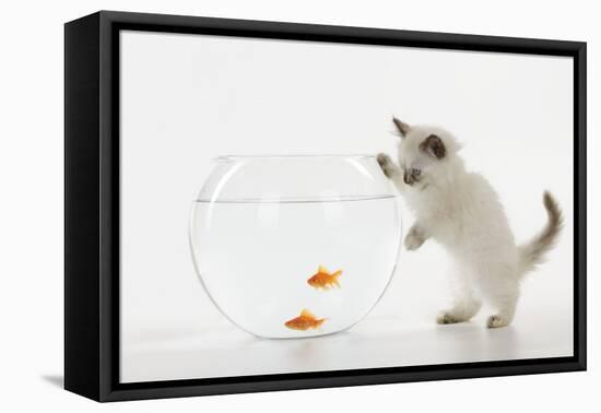 Kitten Watching Fish in Fish Bowl-null-Framed Premier Image Canvas