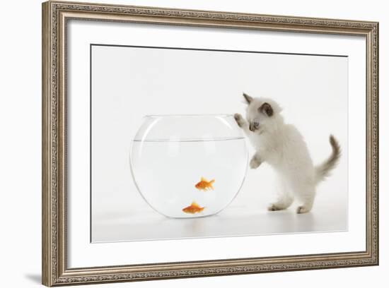 Kitten Watching Fish in Fish Bowl-null-Framed Photographic Print