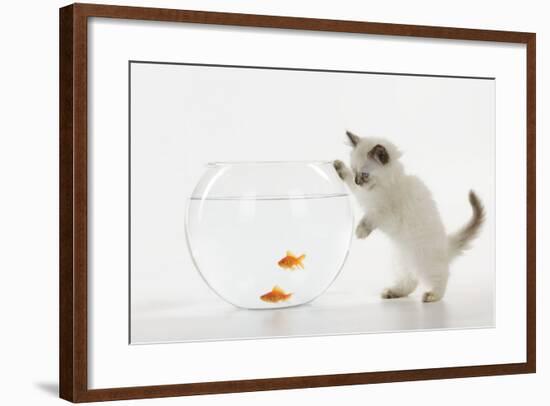 Kitten Watching Fish in Fish Bowl-null-Framed Photographic Print