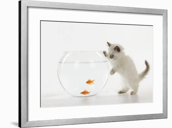 Kitten Watching Fish in Fish Bowl-null-Framed Photographic Print