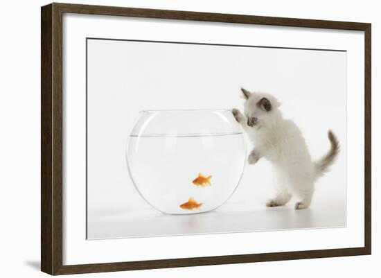 Kitten Watching Fish in Fish Bowl-null-Framed Photographic Print