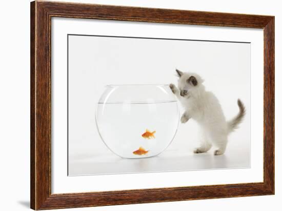 Kitten Watching Fish in Fish Bowl-null-Framed Photographic Print