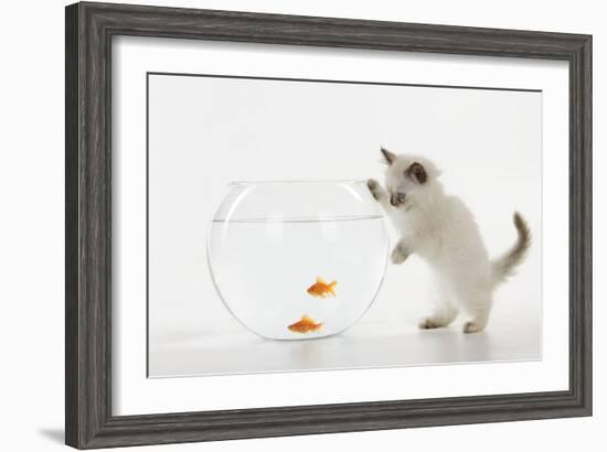 Kitten Watching Fish in Fish Bowl-null-Framed Photographic Print